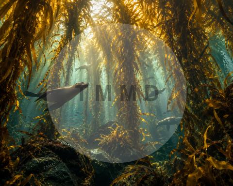Golden Kelp Forest